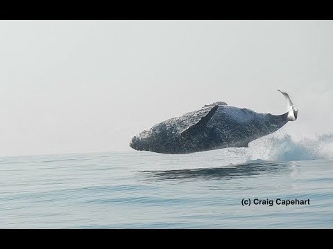 Humpback Whale Seen Jumping Clear Out of the Water Off South Africa