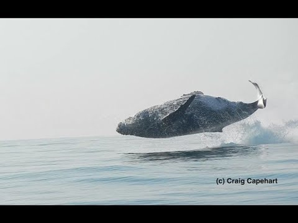 Humpback Whale Seen Jumping Clear Out of the Water Off South Africa