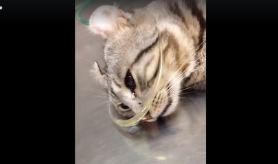 Please share this video to raise awareness against animal cruelty and make the world a better place