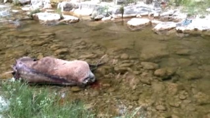 Koruma Altındaki Kızıl Geyik, Boynuzları İçin Vuruldu