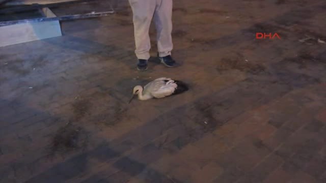 Manisa Yuvadan Düşen Yavru Leyleği Itfaiye Kurtardı