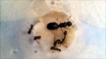Camponotus Colony 2016-8-24-1