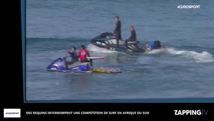 Des requins interrompent une compétition de surf en Afrique du Sud (vidéo)