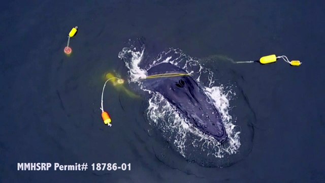 Humpback whale dragged to ocean floor by fishing anchors