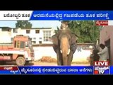 Mysore: Dasara Elephants Undergo Weight Check Up