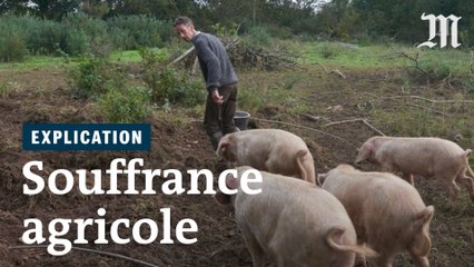 Pourquoi les agriculteurs n'arrivent-ils plus à vivre de leur travail ?