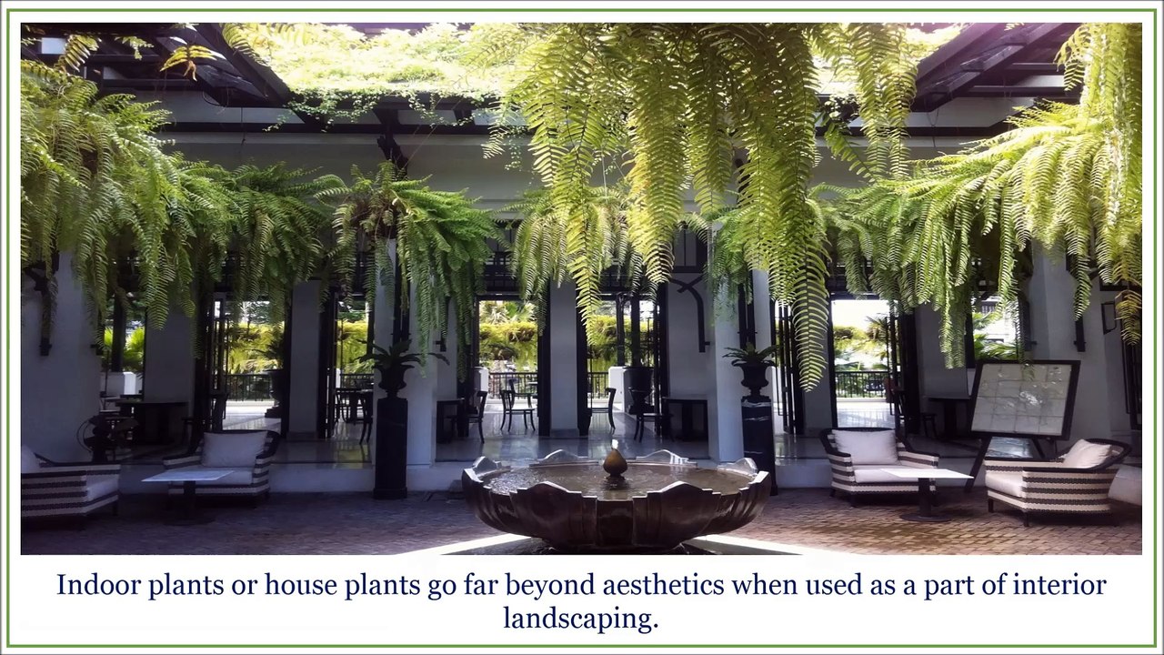 Advantages of Indoor Plants and Houseplants