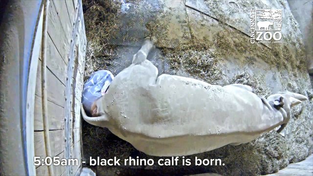Découvrez les images de la naissance de Kendi, un très rare rhinocéros noir dans le zoo de Cincinnati - VIDÉO