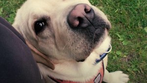 Dogs are saving Veteran lives