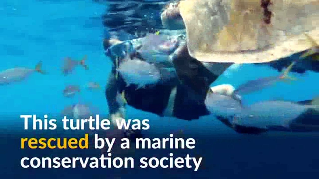 Ship crew rescues injured turtle in Liberia