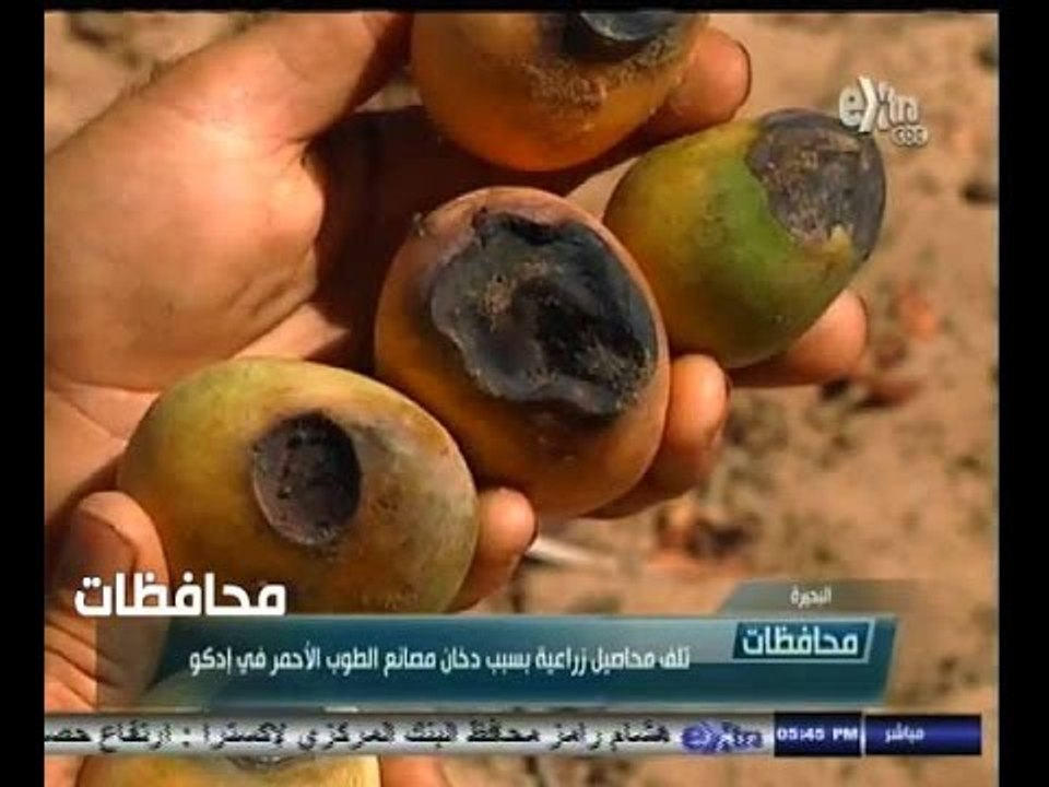 #أخبار‪_‬المحافظات | البحيرة…تلف محاصيل زراعية بسبب دخان مصانع الطوب الأحمر في إدكو