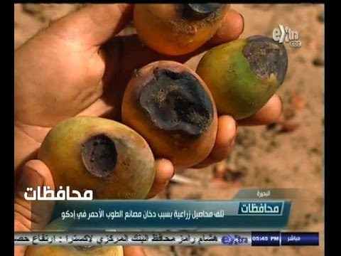 #أخبار‪_‬المحافظات | البحيرة…تلف محاصيل زراعية بسبب دخان مصانع الطوب الأحمر في إدكو