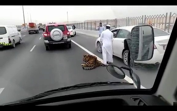 Tiger Gets Loose On A Doha Freeway In Qatar!