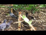 Awesome Quick Bird Trap Using Sling Foot Bird Trap - How To Make Best Sling Bird Trap That Work 100%
