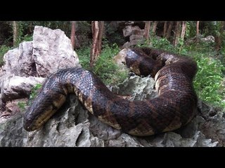 Terrifying !! Brave Man Catch big Snakes By Hand at khmer ancient temples