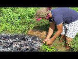 Amazing Fish Trap Using Bamboo Trap Make By Creative Man Catch A Lot of Fish