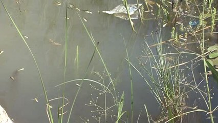 Sülük Göletine 15 Bin Sazan Bırakıldı