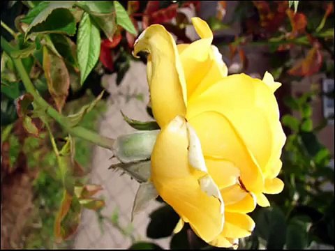 Ali Ekber Çiçek (Yolumuz Gurbete Düştü)