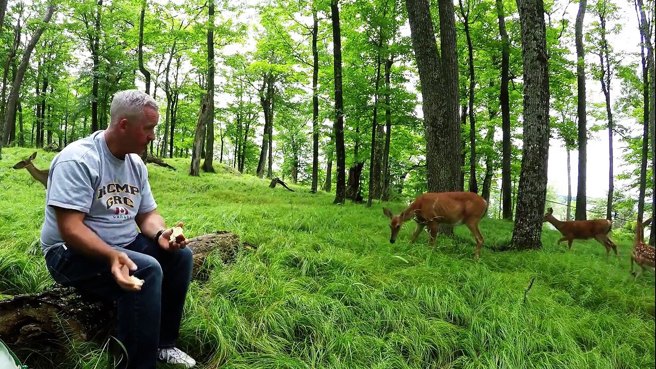 Incroyable rencontre avec des biches dans une forêt !