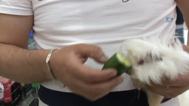 Adı Domuz Desen Domuz Değil, Sincaba Benziyor Sincap Değil