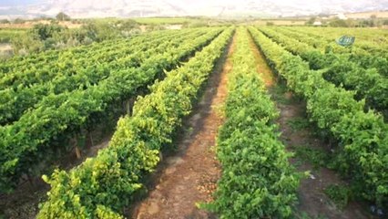 Türkiye'nin Üzüm Ambarında Hasat Dönemi
