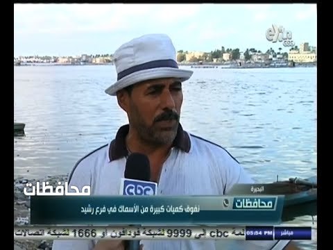 #أخبار‪_‬المحافظات | البحيرة .. نفوق كميات كبيرة من الأسماك في فرع رشيد
