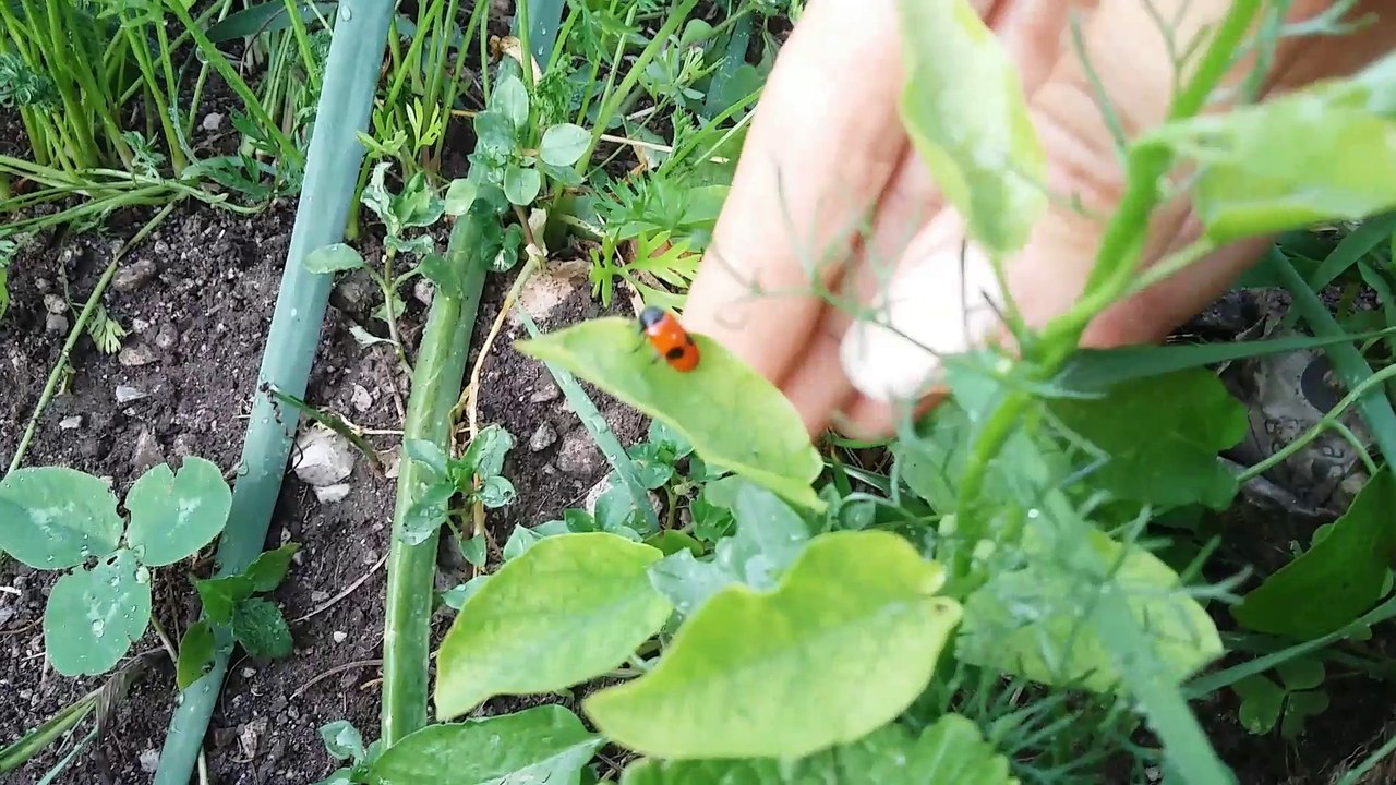 Mutated Ladybug