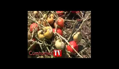 Bursa'da afetzede çiftçiler KHK çıkarılmasını istiyor