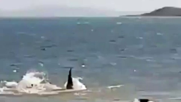 Ce chien inconscient essaie d'attaquer un requin dans l'eau