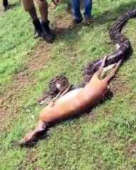 Ce boa avale une biche à une vitesse incroyable