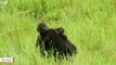 Caught On Camera: Two Gorillas Share A Heart-Melting Hug