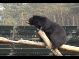 Bear Tries His Hand at Gymnastics