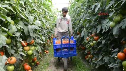 Antalya- Ziraat Odası'ndan Domates Tepkisi