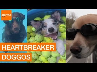 15 Dogs That Are Cooler Than You