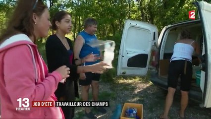 Job d'été : castreur de maïs dans le Tarn-et-Garonne