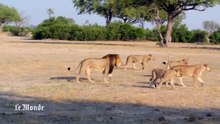 Scandale international après la mort du lion Cecil