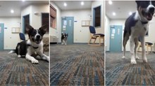 Dono ensina cão a ladrão baixinho para não incomodar vizinhos