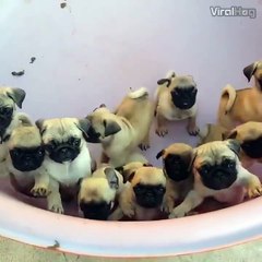 Just a bucket full of pugs