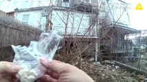 Body Cam Footage Shows Baltimore Cop Allegedly Planting Drugs