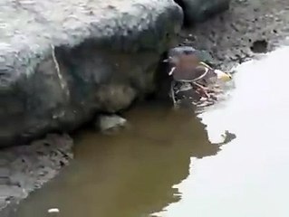 Clever bird catches fish