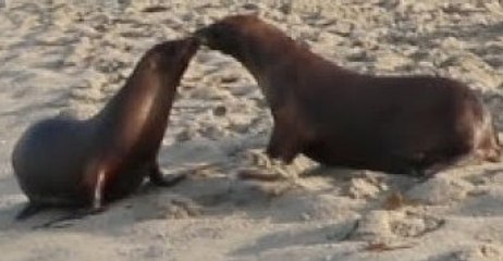 California Sea Lions Share Kiss During Release Back Into Ocean
