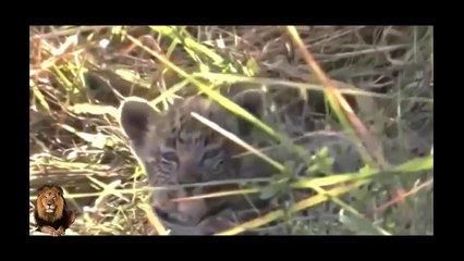 LEOPARD vs Baboon vs Hyena vs Impala Real Fight