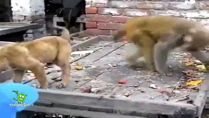 Whatsapp Latest Funny Video|Monkey Play With Puppy