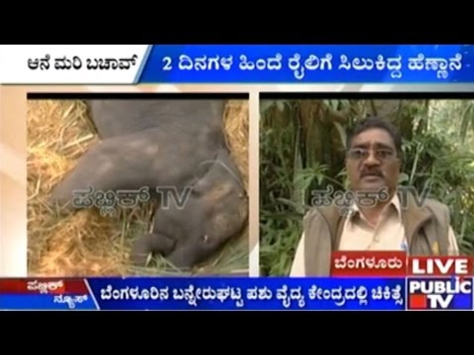 Two Days After Being Hit by Train, Baby Elephan...