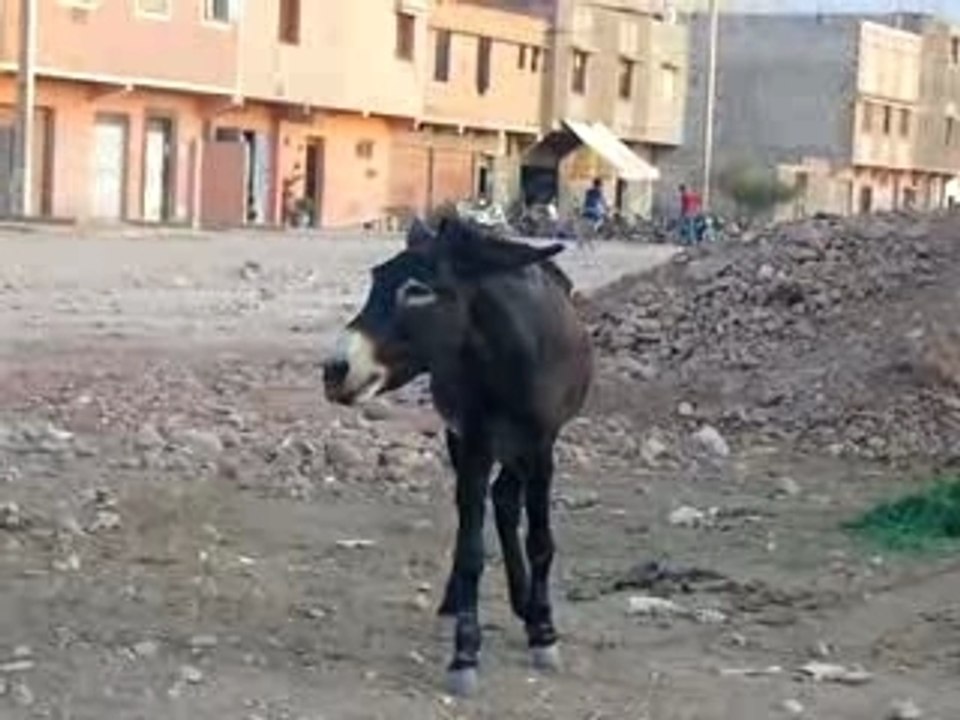 Arioul