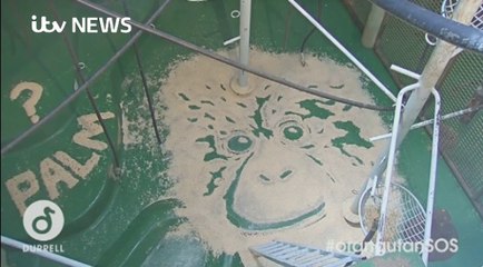 ITV News_ Wildlife charity highlights use of palm oil in orangutan plight  20Jul17