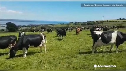 Trending: Cows line up to hear music; Whale drenches boat; Dog sounds like a car alarm