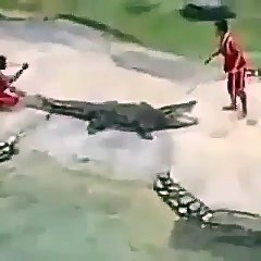 Femijet luajne me krokodilin 3 metra te gjate, por shokuese cfare ndodh me pas