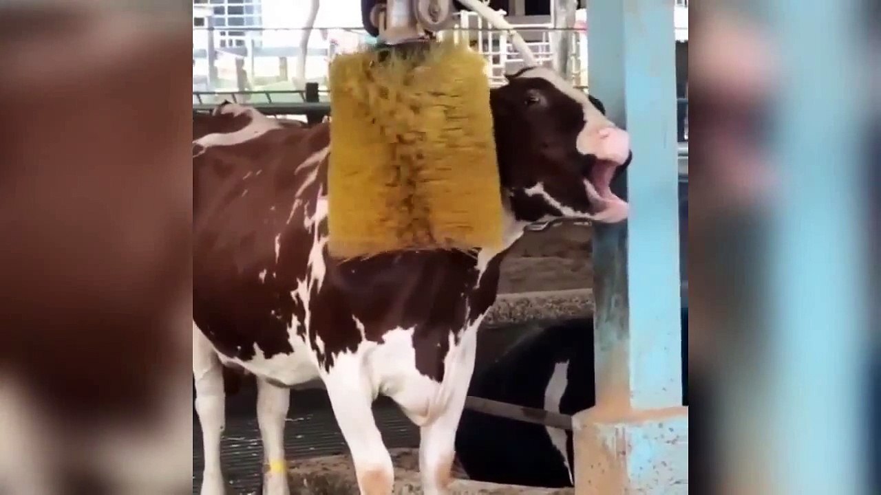 Cow farm & cow  death in farm ( animals videos)