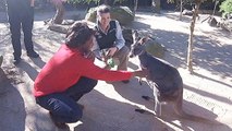 RTM's Gayle Bass Visits The Animals Down Under